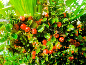 Close-up of cherries growing on tree