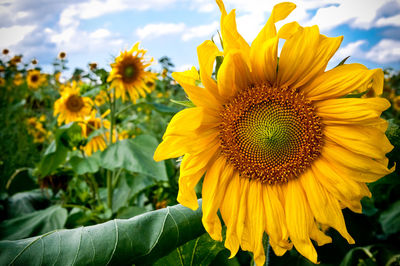 Close-up of yellow sunflower against sky