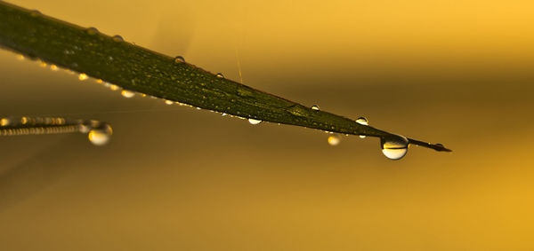 Close-up of water drops on plant against sky during sunset