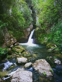 Scenic view of waterfall in forest