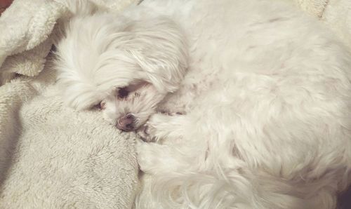 Dog sleeping on ground