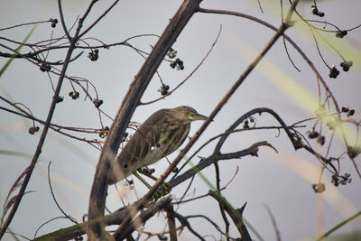 Low angle view of bird perching on branch