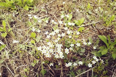 Flowers growing outdoors