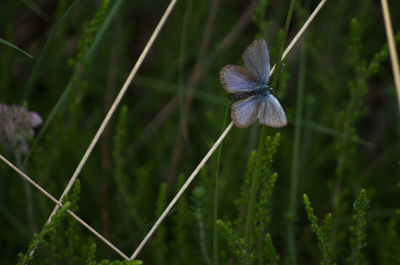 Close-up of butterfly on flower