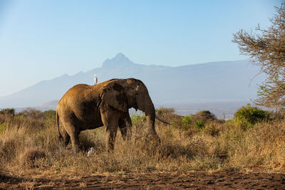 Elephants standing on field against sky