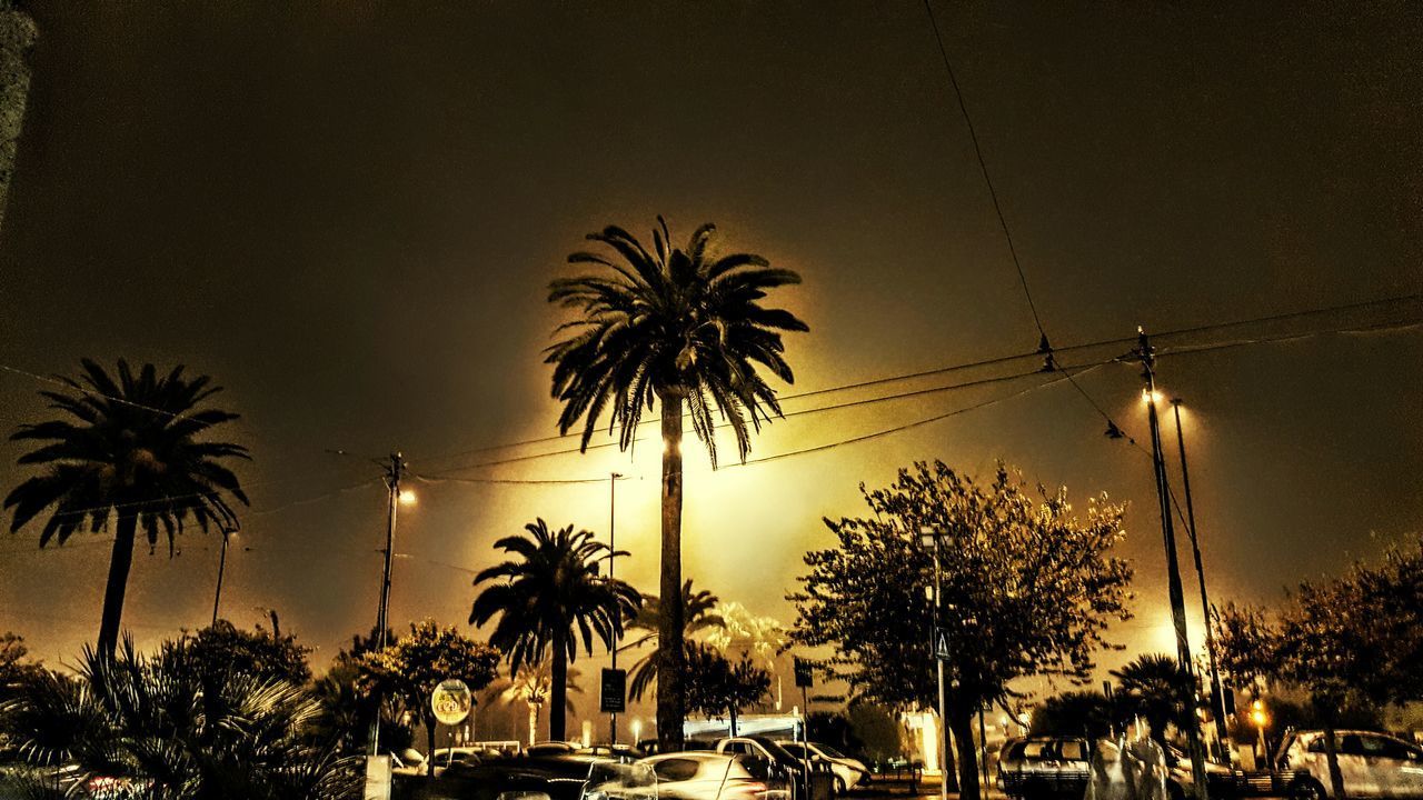 LOW ANGLE VIEW OF PALM TREES AT NIGHT