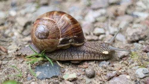 Close-up of snail on field