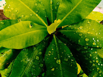 Close-up of raindrops on leaves