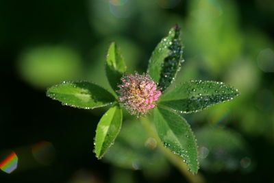 Close-up of water drops on leaf