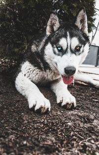 Portrait of dog relaxing on land