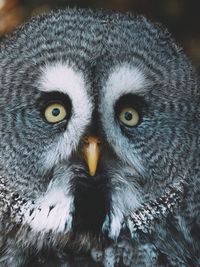 Close-up portrait of owl