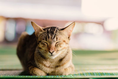 Portrait of cat sitting outdoors