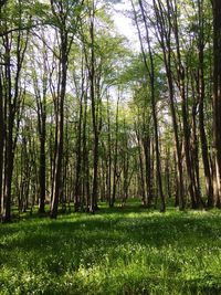 Trees in forest