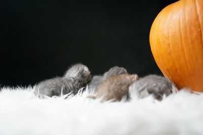 Close-up of pumpkin against black background