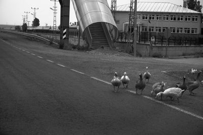 Birds in city against sky