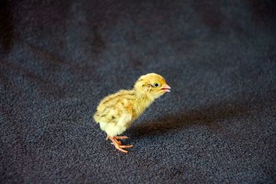 Close-up of chick on road