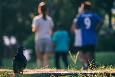 Bird perching on field with people in background