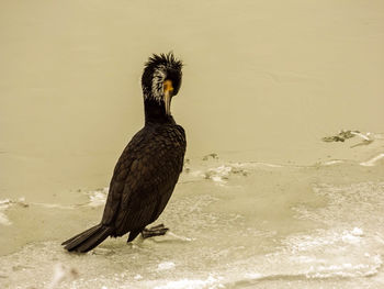 Close-up of eagle