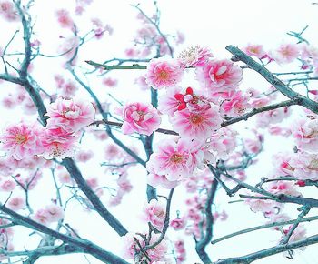 Close-up of pink cherry blossom