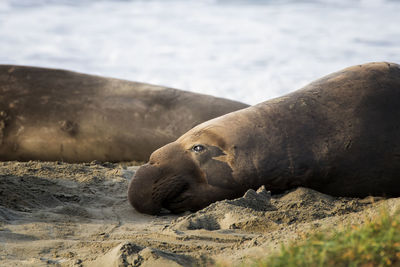 High angle view of sea lion