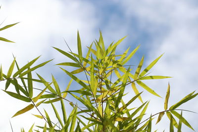 Low angle view of plant against sky