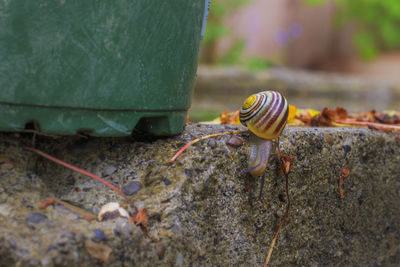 Close-up of snail