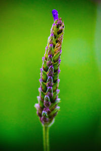 Close-up of purple flower buds growing outdoors