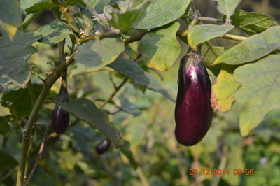 Close-up of plant