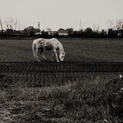 Horse grazing on field against clear sky