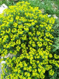 Yellow flowers growing on plant