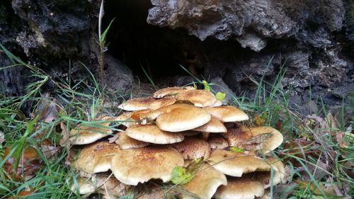 Close-up of mushrooms growing on field