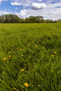 Scenic view of field against sky