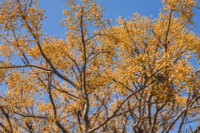 Low angle view of flowering plant against clear blue sky