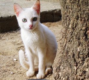 Close-up of cat