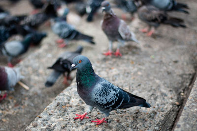 High angle view of pigeon feeding