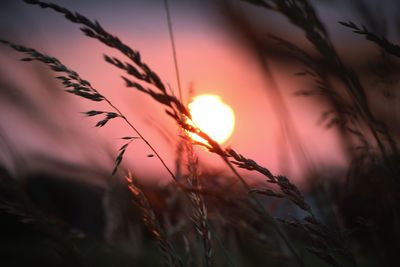 Close-up of silhouette plants against sunset sky