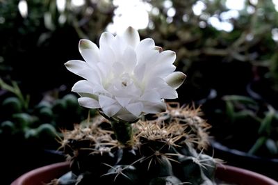 Close-up of flower blooming outdoors