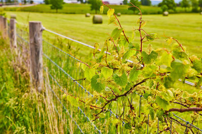 Close-up of flowering plants on field