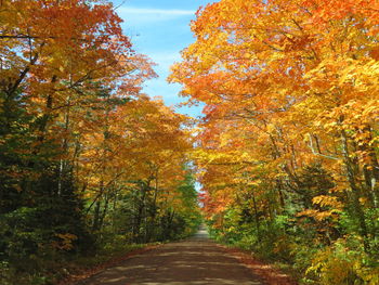 Road amidst trees in forest during autumn