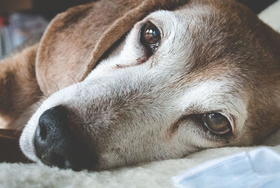 Close-up portrait of puppy