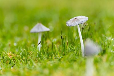 Close-up of mushroom growing on field