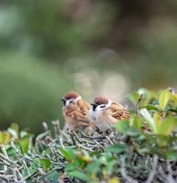 Close-up of birds perching on plant