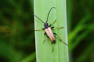 Close-up of insect on leaf