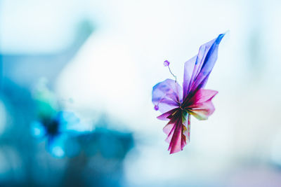 Close-up of flower against blurred background