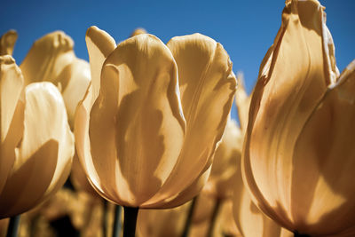 Close-up of yellow tulips