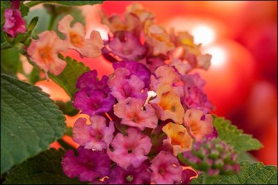 Close-up of fresh pink flowers