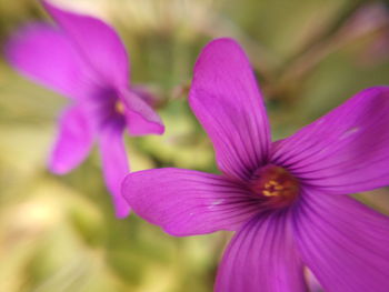 Close-up of purple flower blooming outdoors