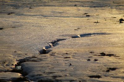 High angle view of crab on land