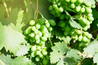 Close-up of grapes growing on plant