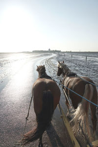 View of horse in sea against clear sky